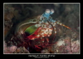   Decorator crab  